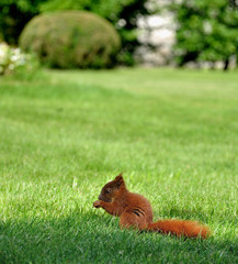 Red squirrel