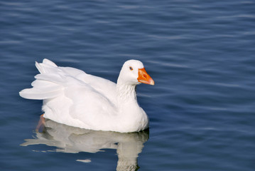 Snow Goose