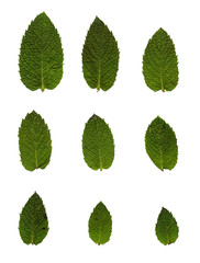 Green mint leafs