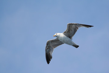 Seagull with spreaded wings