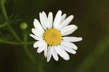 Fototapeta premium Junge Margeriten im Sommer,Nahaufnahme