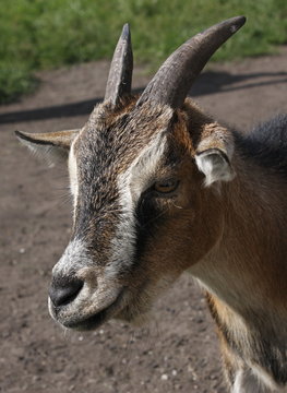 cabra