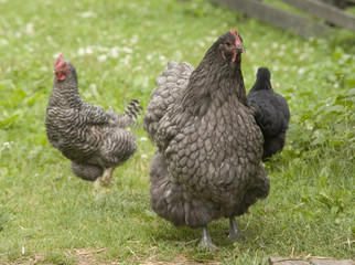 Hen