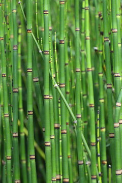 pr&ecirc;le du japon,equisetum japonicum