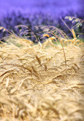 Blé & lavande