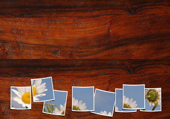 fondo mesa madera con fotos margaritas
