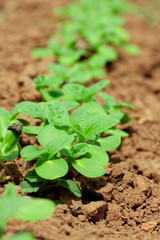Line of green sprouts