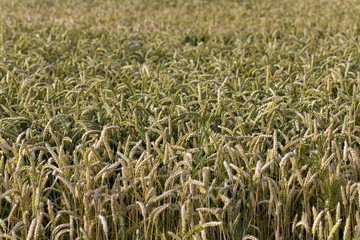 Weizen - Ähren Feld