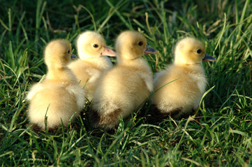 Four Little Ducks 01