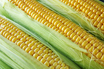 corn cobs between green leaves