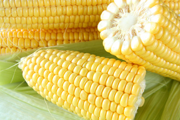 corn cobs