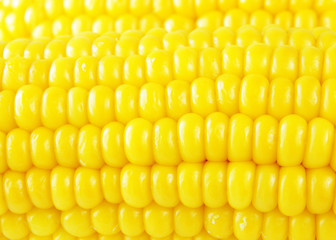 golden corn background