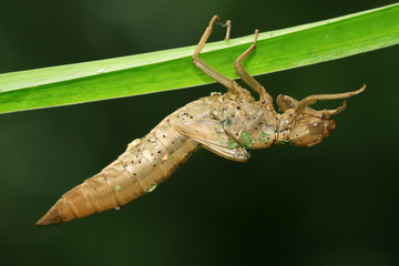 dragonfly pupa shell on the green leaf
