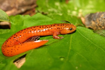 Red Salamander (Pseudotriton ruber) in Alabama, USA