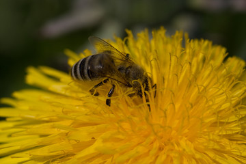 Impollinazione