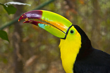 tucan