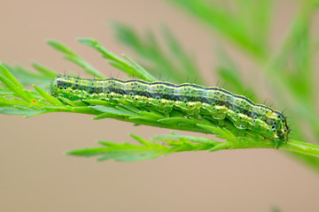 insects larvae on a green leaf