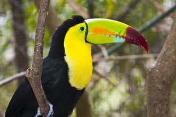 tucan