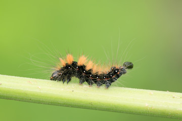 a caterpillar on the plant stem