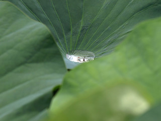 ハスの葉と水玉