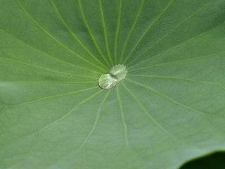 ハスの葉と水玉