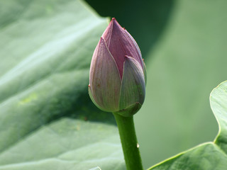 ハスの蕾