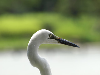 コサギの顔