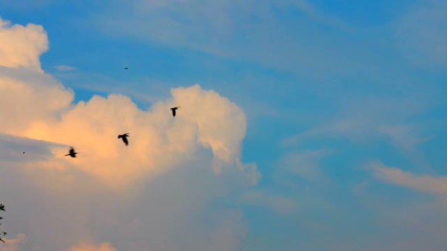Flying flocks of black birds