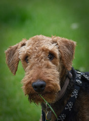 Airedale terrier dog with grass hanging off mouth