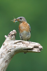 Eastern Bluebird