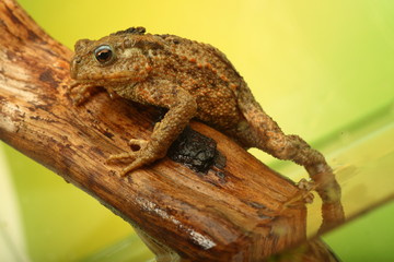 Kröte