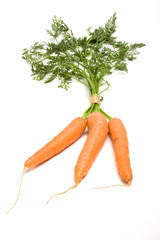 Fresh carrot