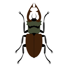Beetle