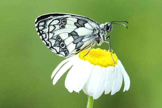 Melanargia galathea