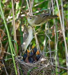 Marsh Warbler, Acrocephalus palustris