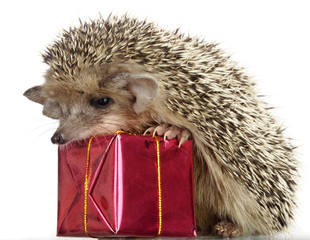 hedgehog and gift © Chepko Danil