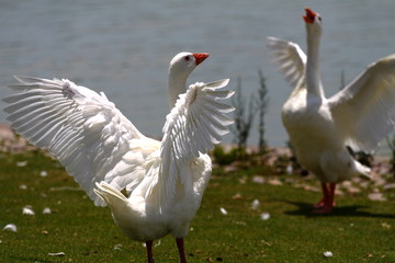 Pato