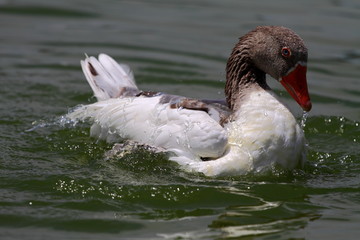 Pato