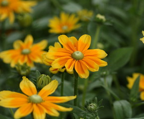 Sonnenblume Helianthus decapetalu