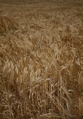 wheat field agriculture nature meadow growing food