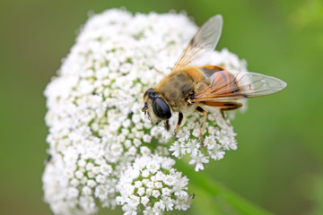 diptera syrphidae insects