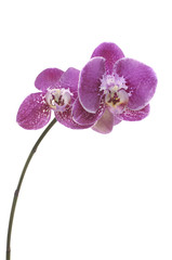 Isolated purple orchid flowers