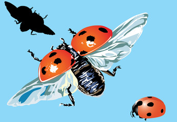 three ladybirds on blue background