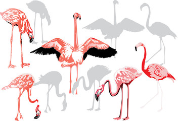 pink flamingo collection on white