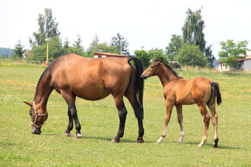 The little Foal with your Mother on the Pasture