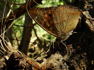 śniadanie motyla © tomis1973