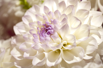 Beautiful dahlia petals as pattern or natural background