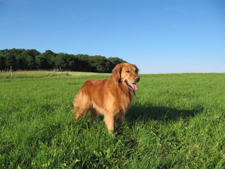 Golden Retriever in der Natur