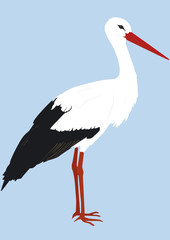 Storch steht