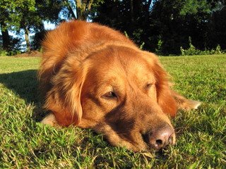 Golden Retriever